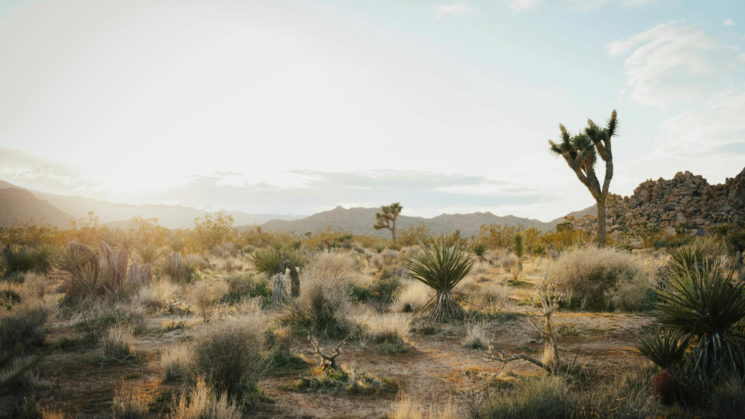 desert with joshua trees.