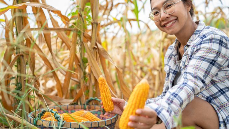 woman farming corn.