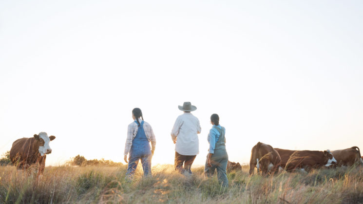 three farmers walking among cows.