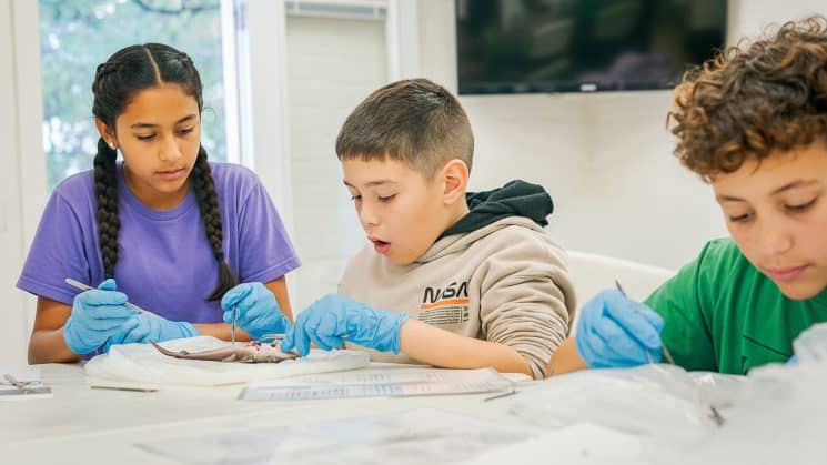 Kids dissection shark 9